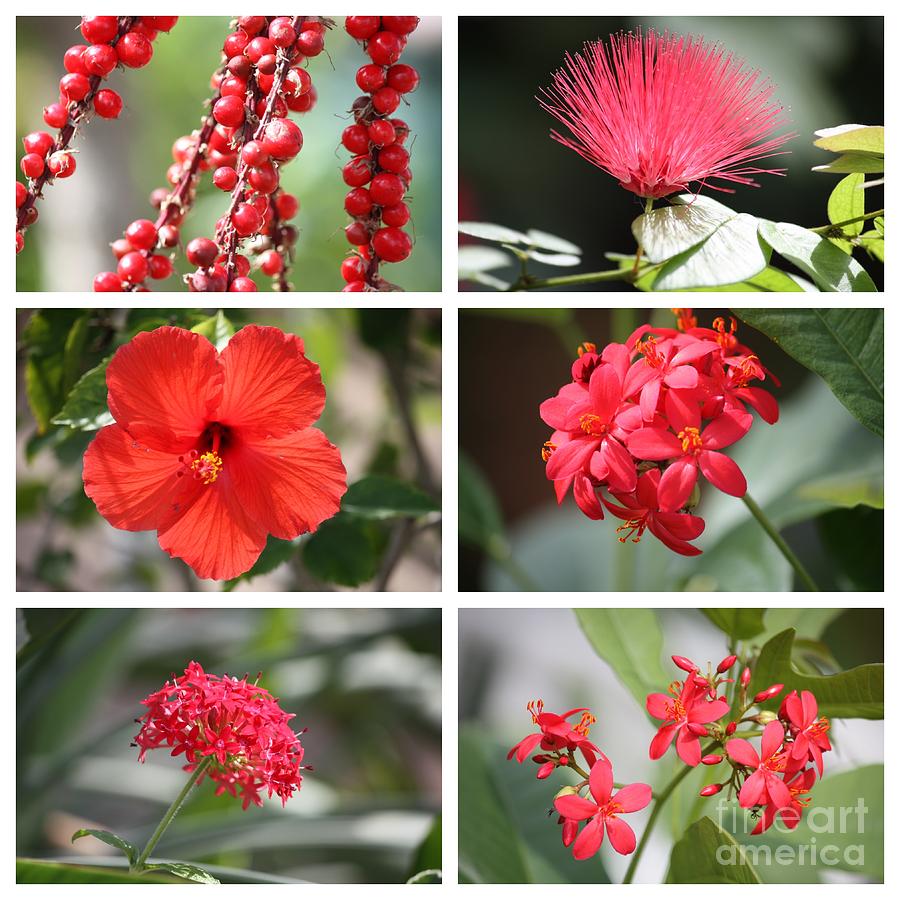 Red Tropicals Collage Photograph by Carol Groenen