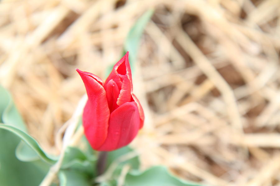 Flower Photograph - Red Tulip - 01134 by DC Photographer