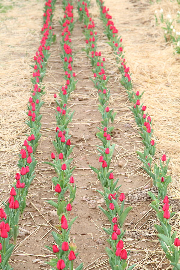 Red Tulip - 01135 Photograph by DC Photographer