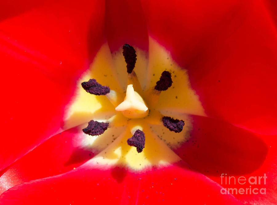 Red Tulip 2 Photograph by Andrea Anderegg