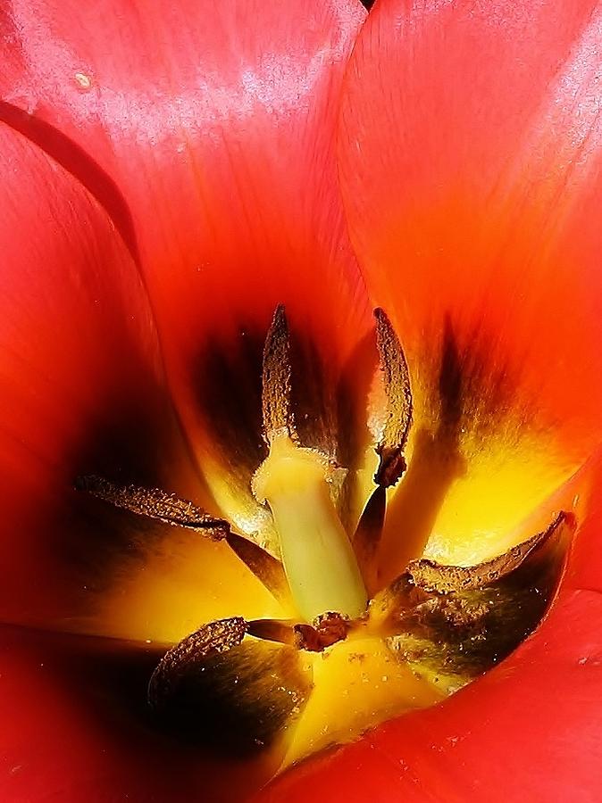 Nature Photograph - Red Tulip Abstract by Bruce Bley