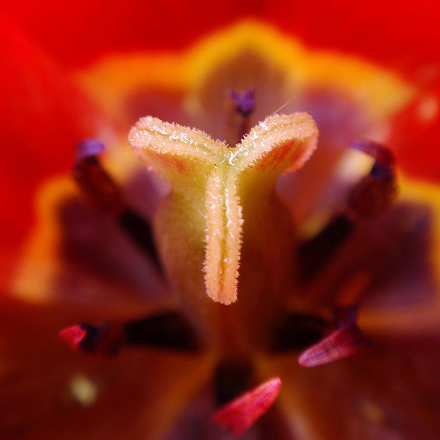 Abstract Photograph - Red Tulip Abstract by Rona Black