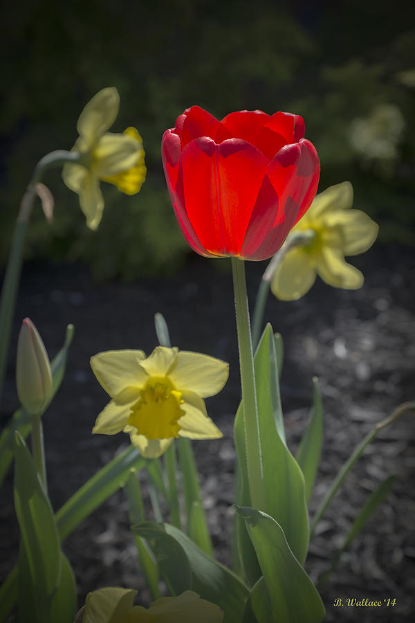 Red Tulip and Daffodil Friends Photograph by Brian Wallace