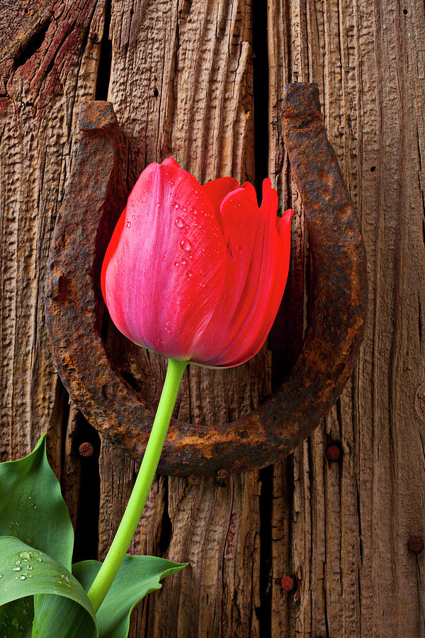 Red Tulip And Lucky Horseshoe Photograph by Garry Gay