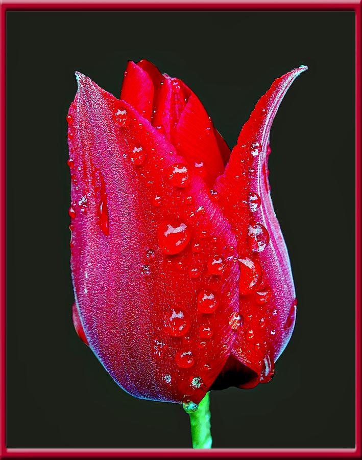 Red Tulip and Rain Drops Photograph by Nick Kloepping