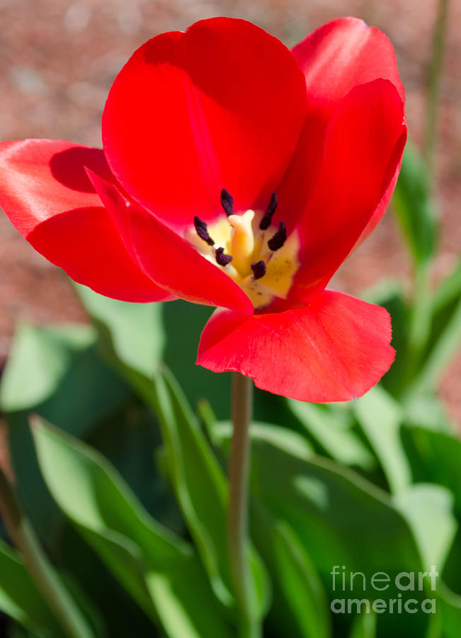 Red Tulip Photograph by Andrea Anderegg