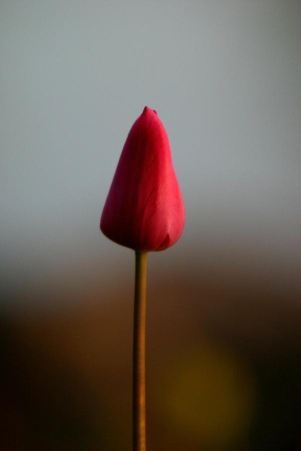 Red Tulip at Dawn Photograph by John Dart