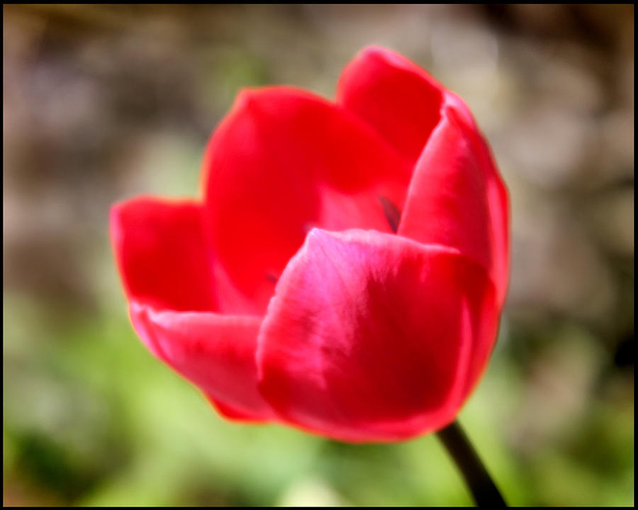 Nature Photograph - Red Tulip by Blessed by Gaia