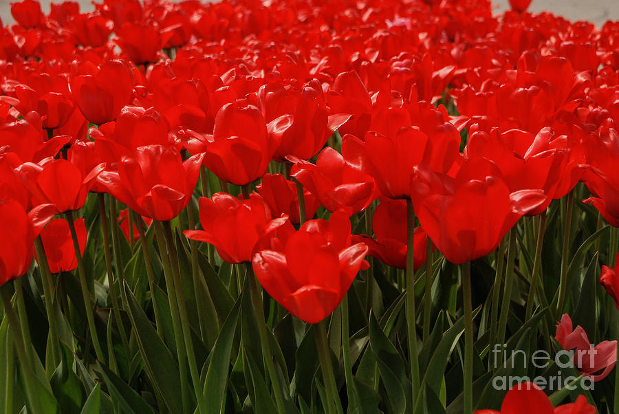 Red Tulip Bed Photograph by Grace Grogan