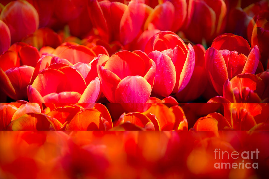 Tulip Photograph - Red Tulip Blend by Sonja Quintero