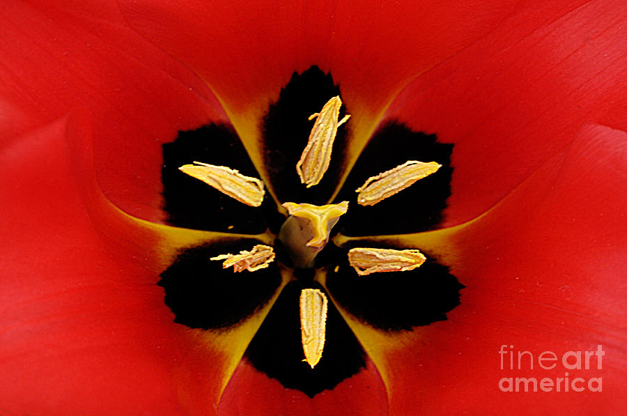 Red Tulip Photograph by Bob Christopher