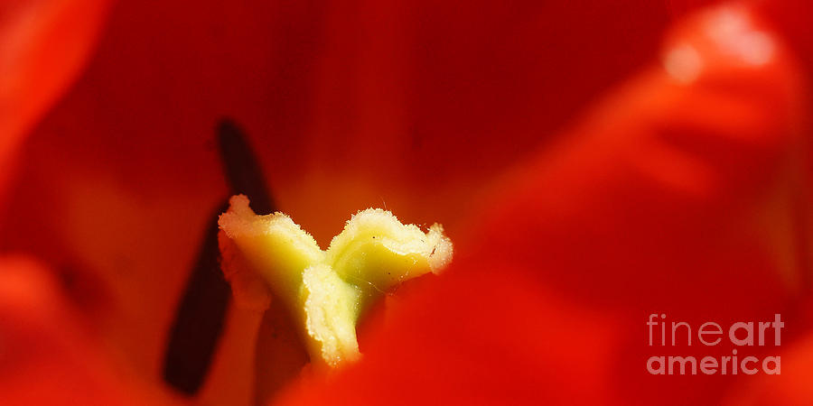 Red Tulip Calyx 4 Photograph by Rudi Prott