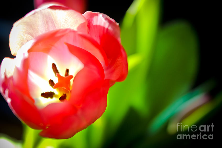 Red Tulip Photograph by Colleen Kammerer