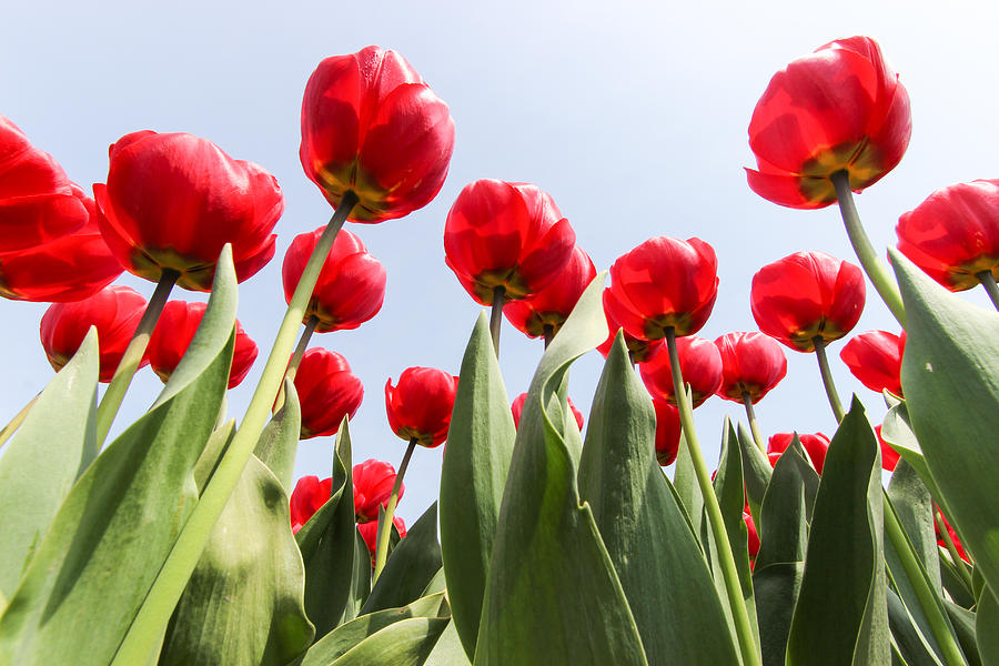 Red tulip field Photograph by Nicolas Van Weegen - Fine Art America