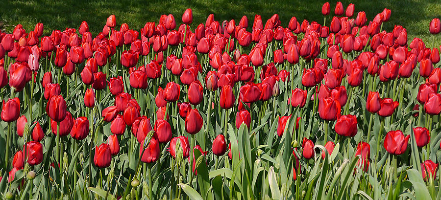 Red Tulip Field Photograph by Richard Reeve