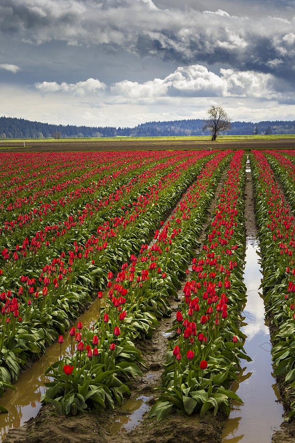 Red Tulip Field Photograph by Sonya Lang