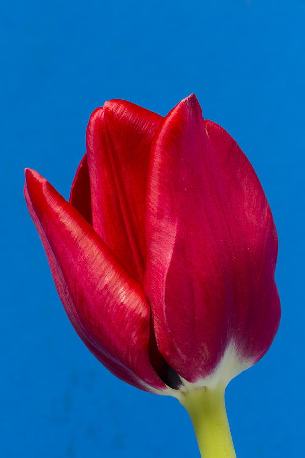 Red Tulip Flower 1 A Photograph by John Brueske - Fine Art America