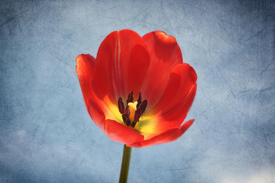 Red Tulip Glow Photograph by Kim Hojnacki