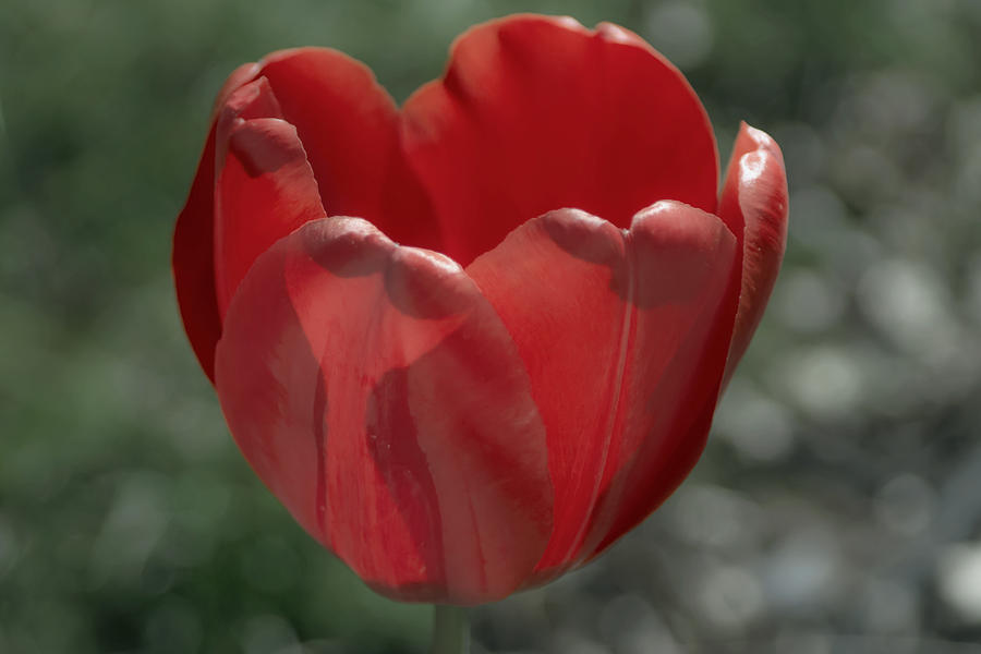 Red Tulip Impressions Photograph by Photographic Arts And Design Studio