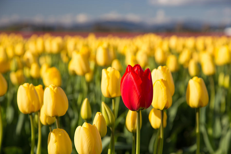 Red tulip in a yellow field Photograph by Pierre Leclerc Photography
