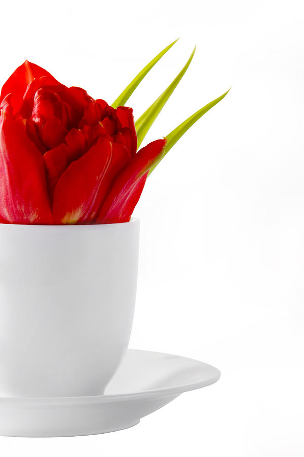Coffee Photograph - Red Tulip In Cup by Raimond Klavins
