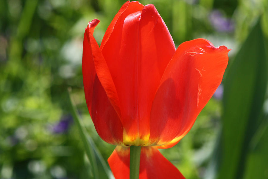 Red Tulip in the Sun Photograph by Michele Wilson