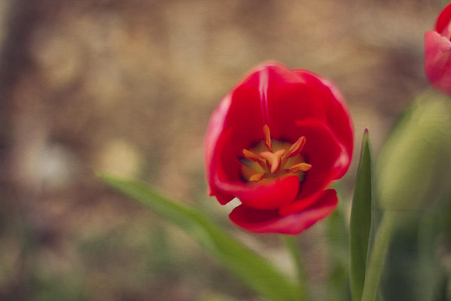 Nature Photograph - Red Tulip by Jessie Gould