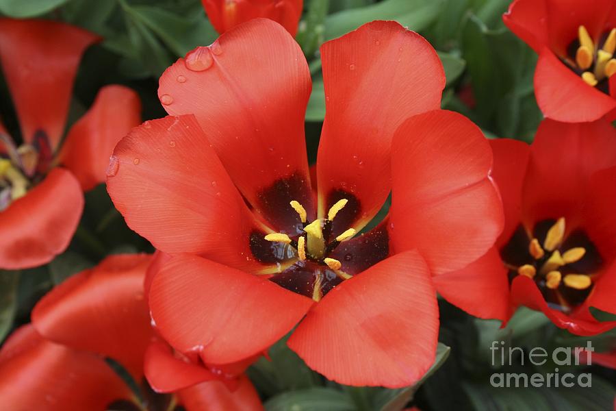 Red tulip Photograph by Jim Gillen