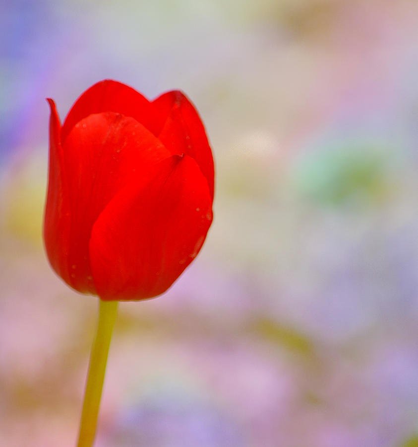 Red Tulip Photograph by Joan Han