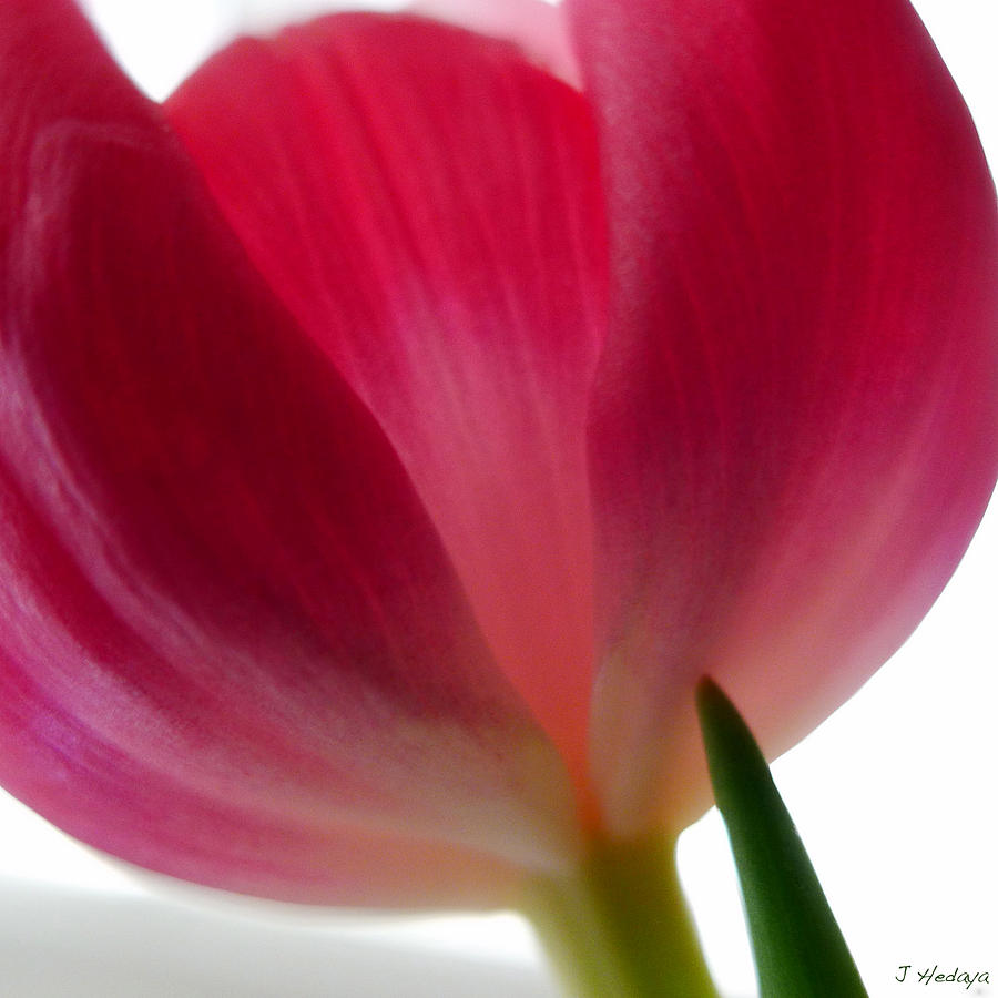 Red Tulip  Photograph by Joseph Hedaya