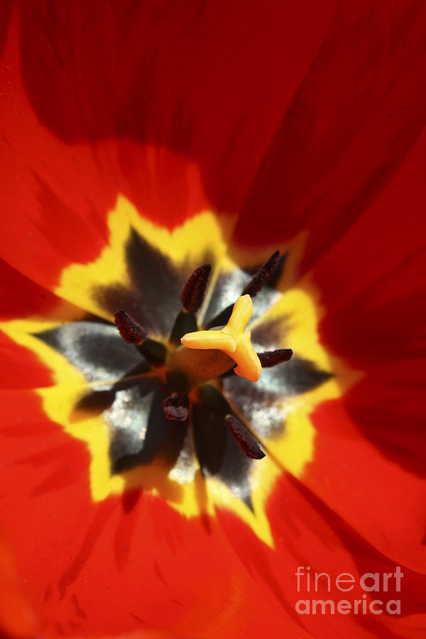 Red Tulip Photograph