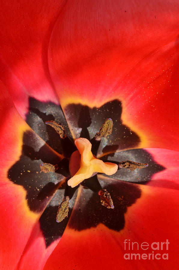 Red Tulip Photograph by Laura Mountainspring