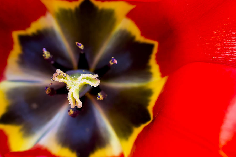 Abstract Photograph - Red Tulip Macro by Adam Romanowicz