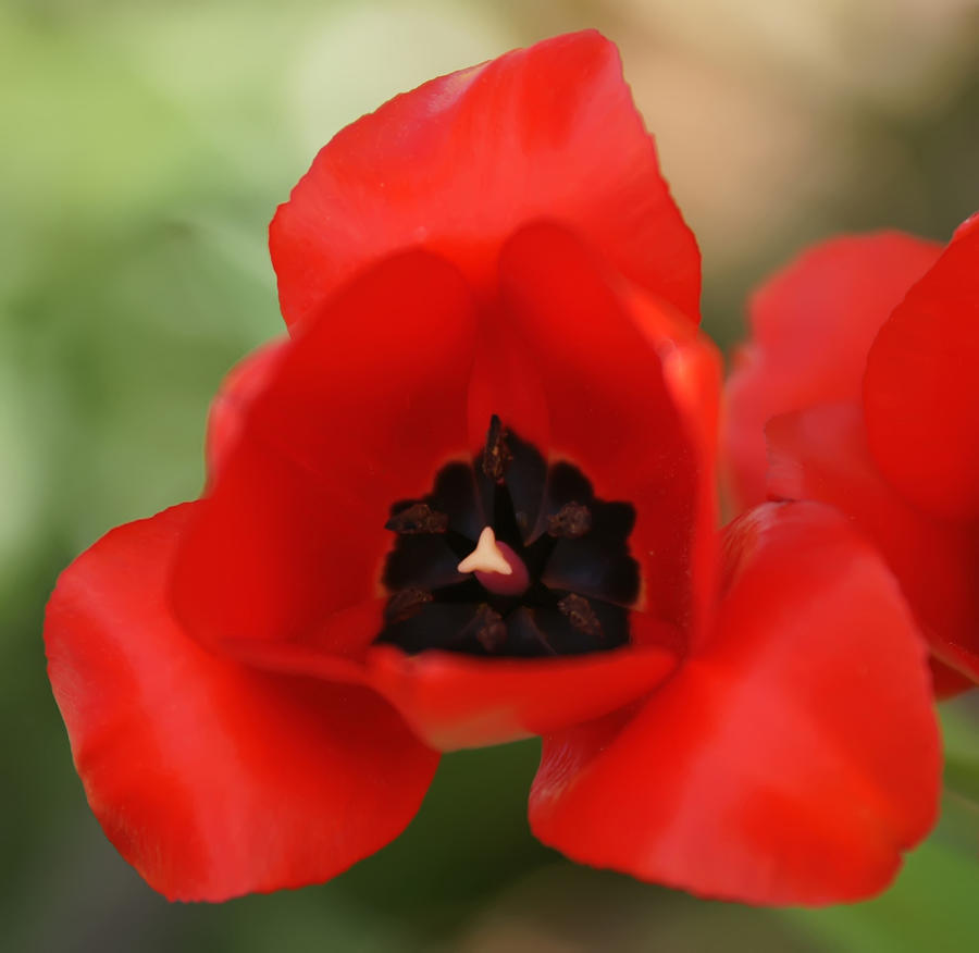 Red Tulip Macro Photograph by Alex Grichenko