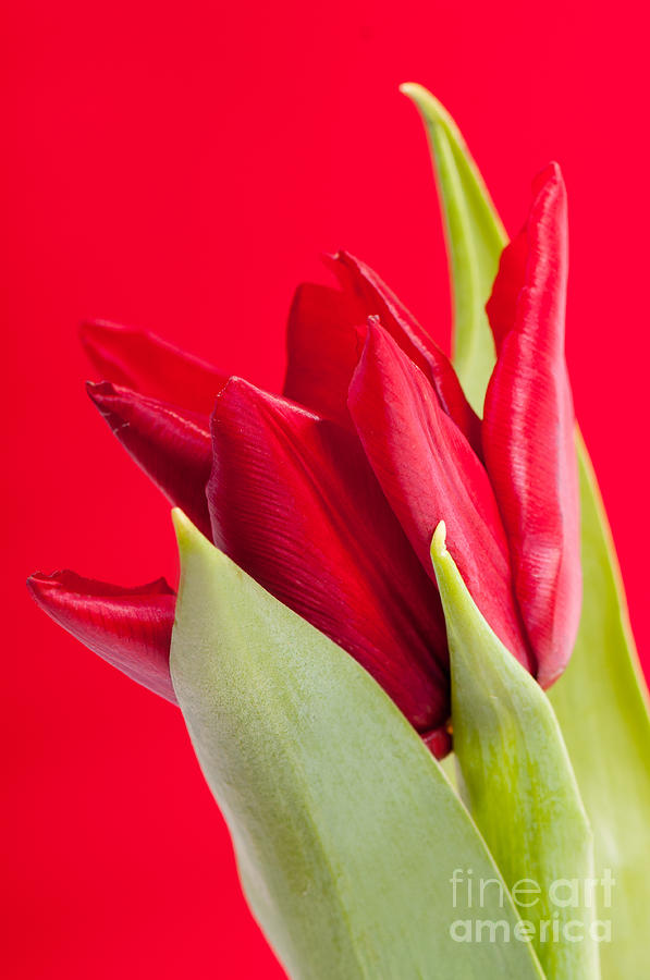 Single Red Tulip Flower Head Detail Photograph