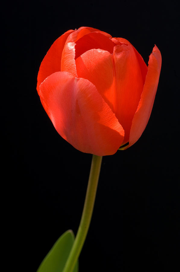 Red Tulip Photograph by Mark Llewellyn