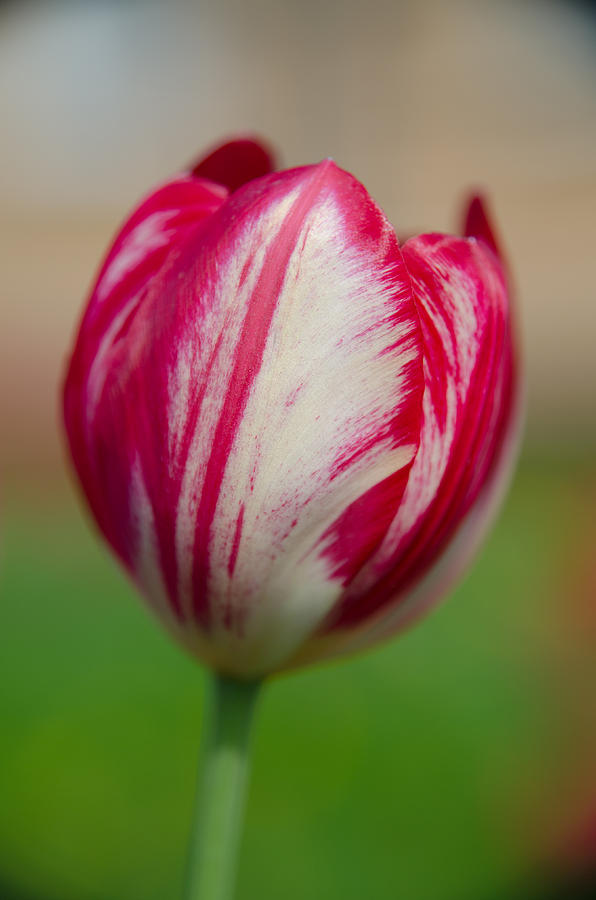 Red Tulip Photograph by Michael Goyberg