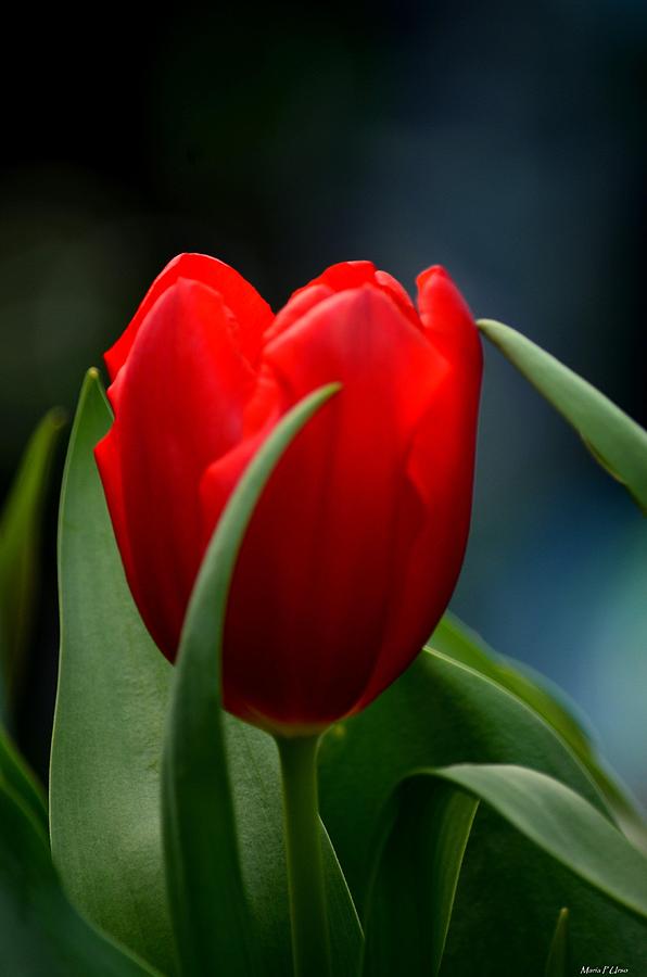 Red Tulip Mystique Photograph by Maria Urso