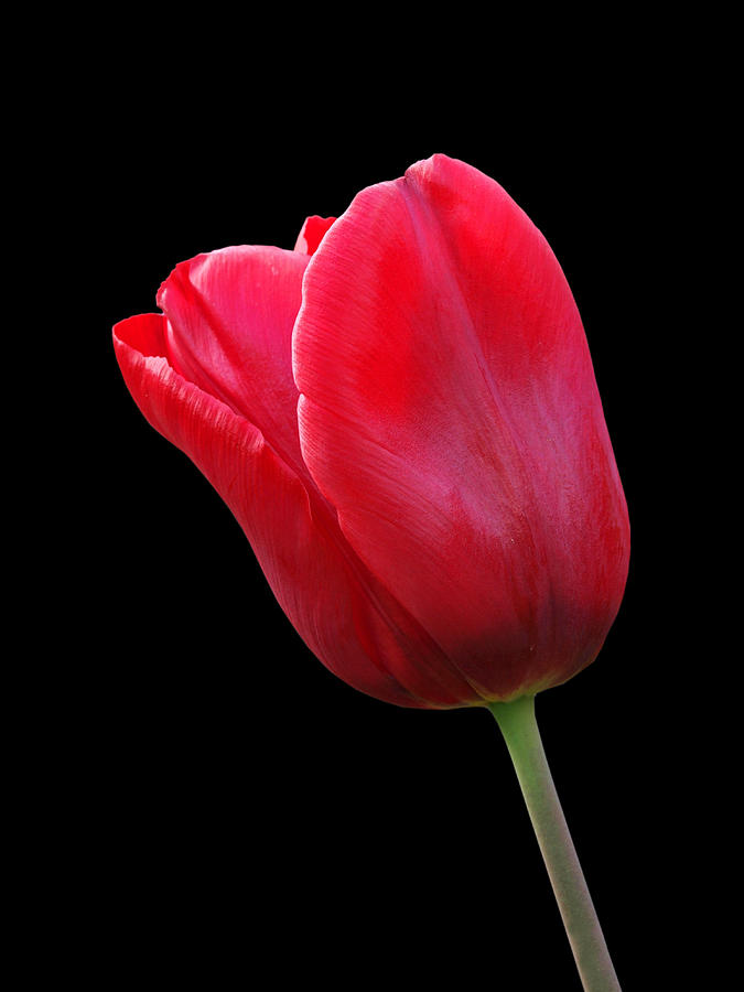 Nature Photograph - Red Tulip On Black by Gill Billington