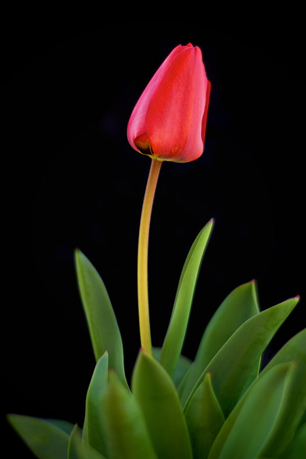 Red Tulip on Black Photograph by Mary Lee Dereske