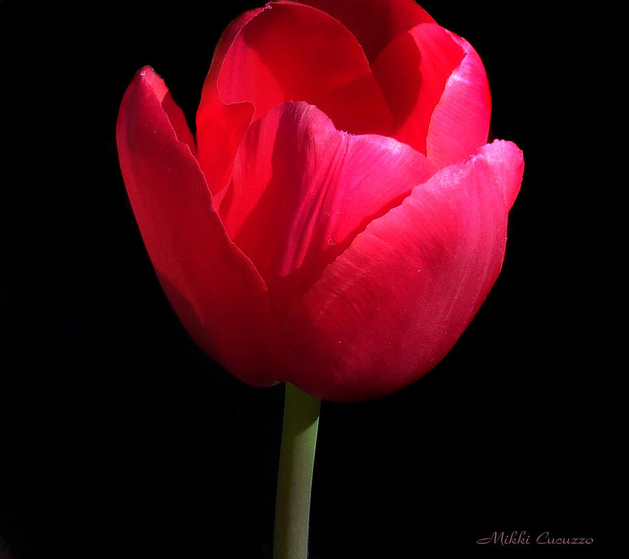 Red Tulip on Black Photograph by Mikki Cucuzzo