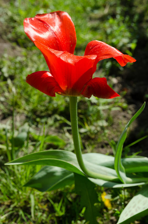 Red Tulip on the green background Photograph by Michael Goyberg Red Tulip on the green background Photograph by Michael Goyberg