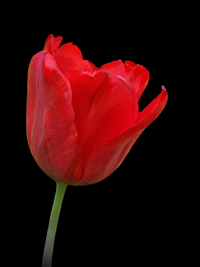 Nature Photograph - Red Tulip Open by Gill Billington