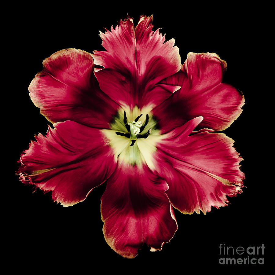 Red Tulip Photograph by Oscar Gutierrez