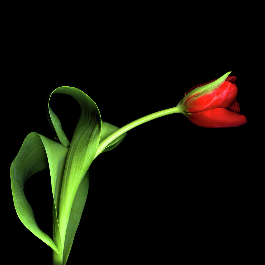 Red Tulip Photograph by Photograph By Magda Indigo