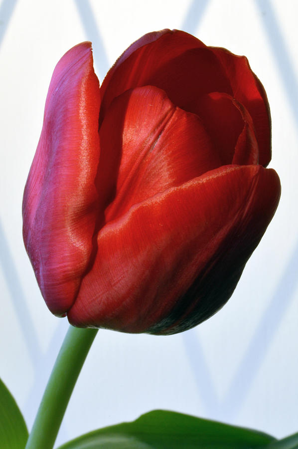 Red Tulip Portrait Photograph by Terence Davis