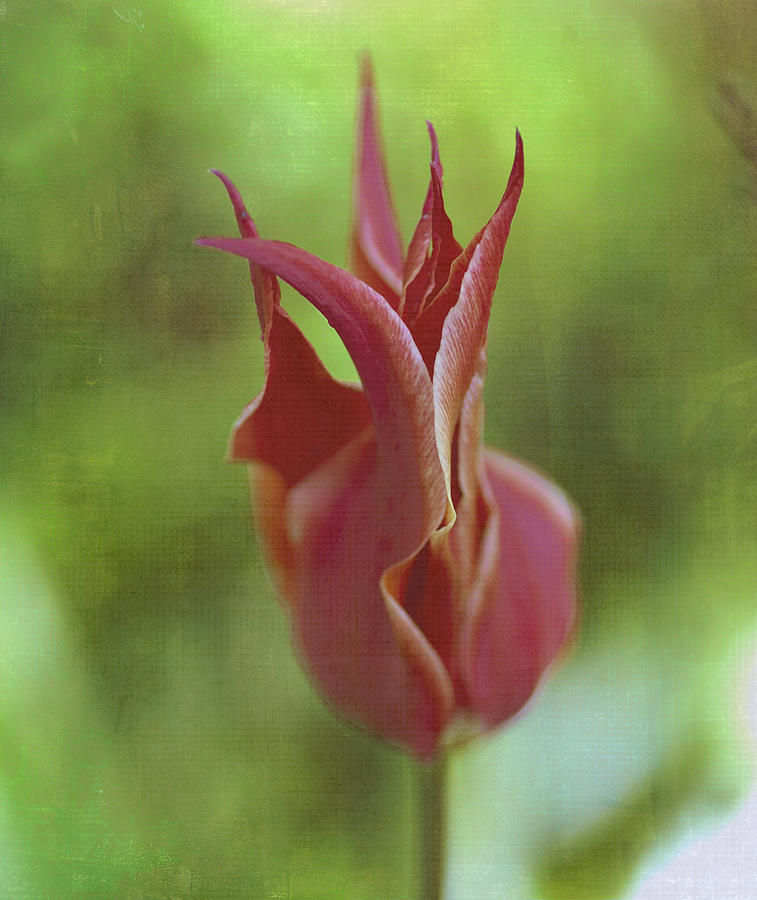 Red Tulip Photograph by Rick Hartigan