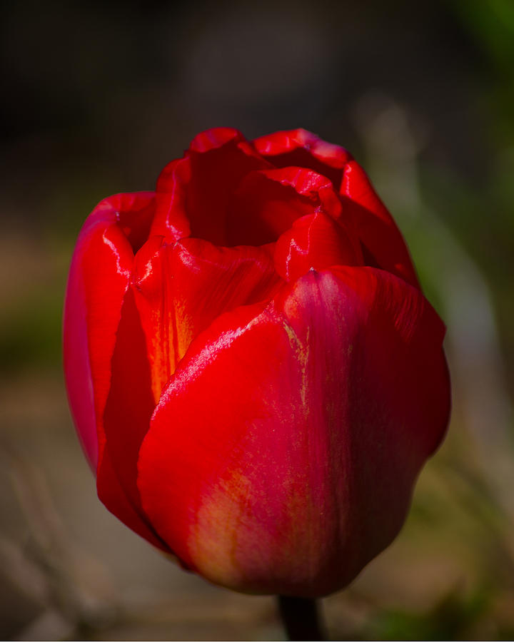 Red Tulip Photograph by Tikvahs Hope