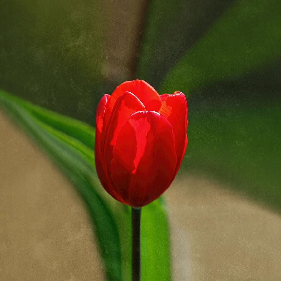 Red Tulip Spring Flower Photograph by Tracie Schiebel