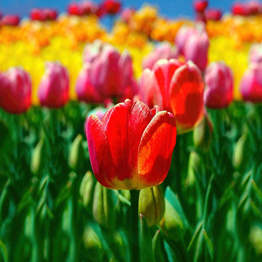 Red Tulip Spring Garden Flowers Photograph by Tracie Schiebel